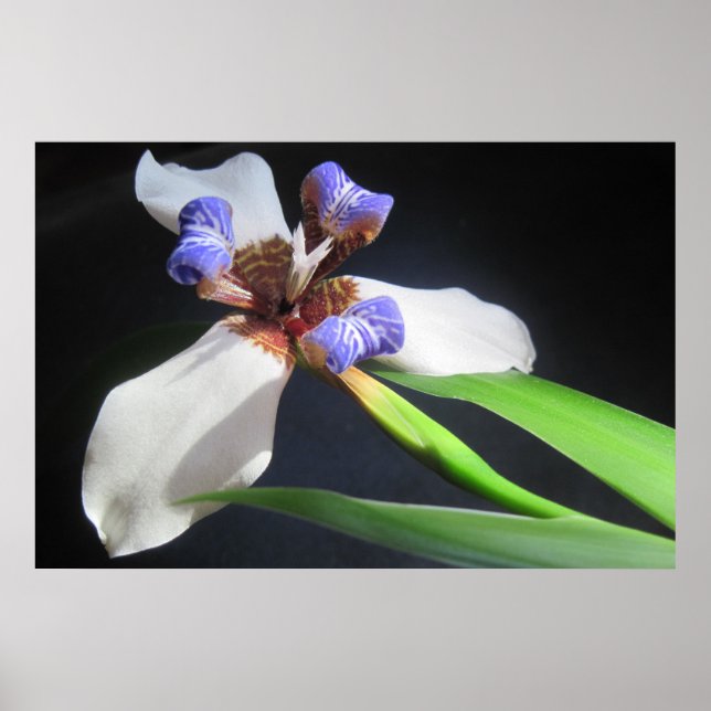 Iris Poster (Front)
