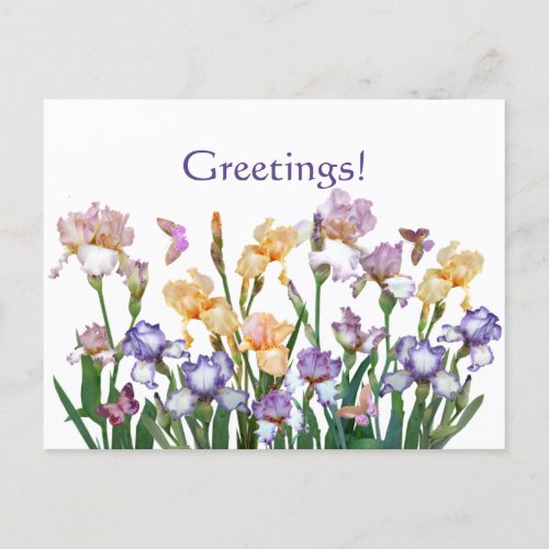 Iris Purple Butterfly Pink Floral Postcard