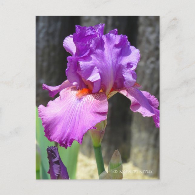 Iris ‘Raspberry Ripples’ Postcard (Front)