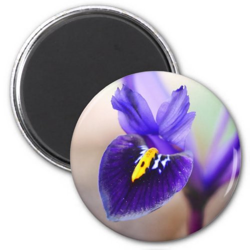 Iris Reticulata Flower Magnet