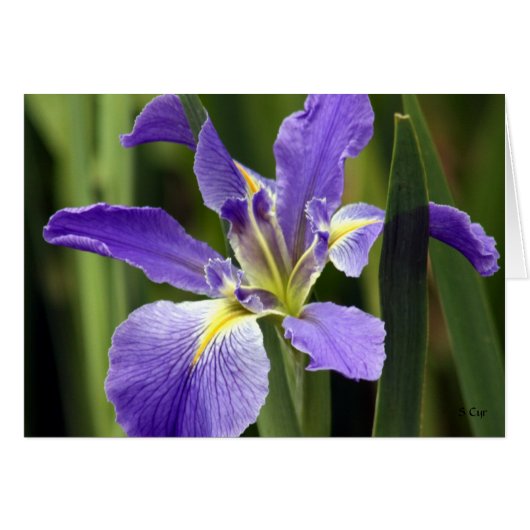 Iris, S Cyr Cards (Front Horizontal)