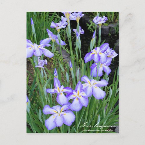 Iris sanguinea postcard