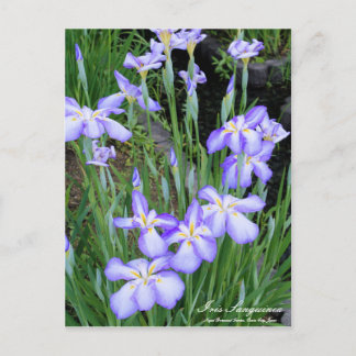 Iris sanguinea postcard