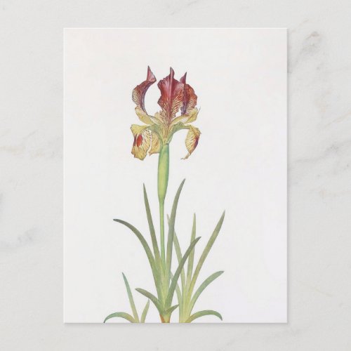 Iris Sari by William Dykes Postcard