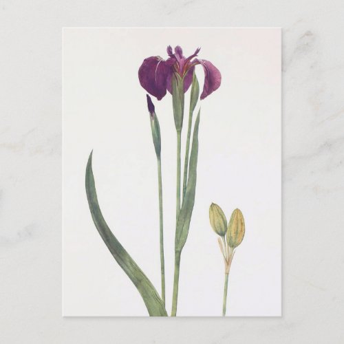 Iris Setosa by William Dykes Postcard