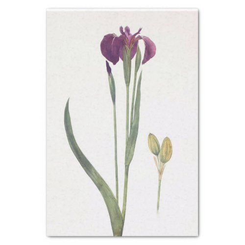 Iris Setosa by William Dykes Tissue Paper