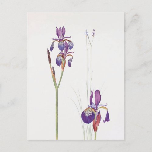 Iris Sibirica and Iris Orientalis by William Dykes Postcard
