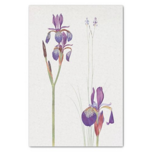 Iris Sibirica and Iris Orientalis by William Dykes Tissue Paper