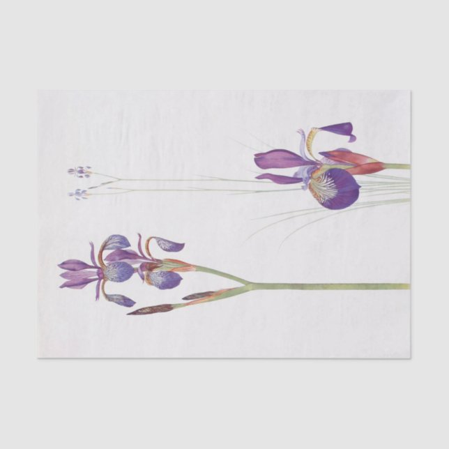 Iris Sibirica and Iris Orientalis by William Dykes Tissue Paper (Front)