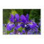 Iris sibirica floral photography