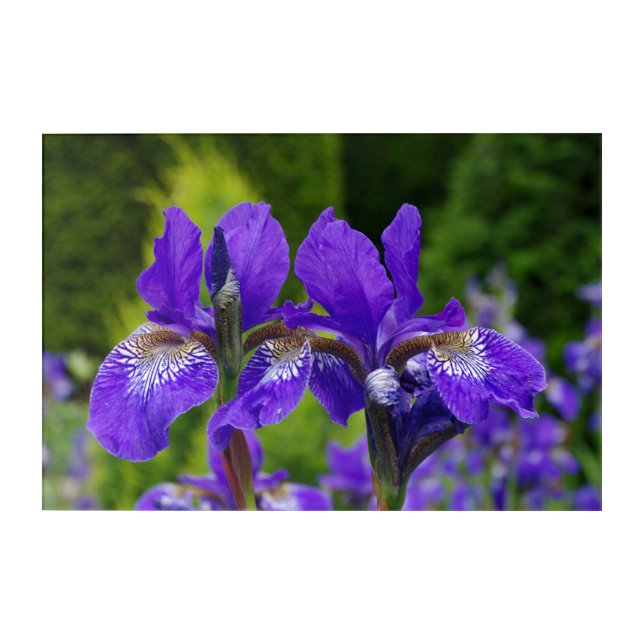 Iris sibirica floral photography  acrylic print (Front)