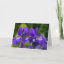 Iris sibirica floral photography