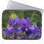 Iris sibirica floral photography