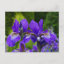 Iris sibirica floral photography