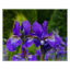 Iris sibirica floral photography
