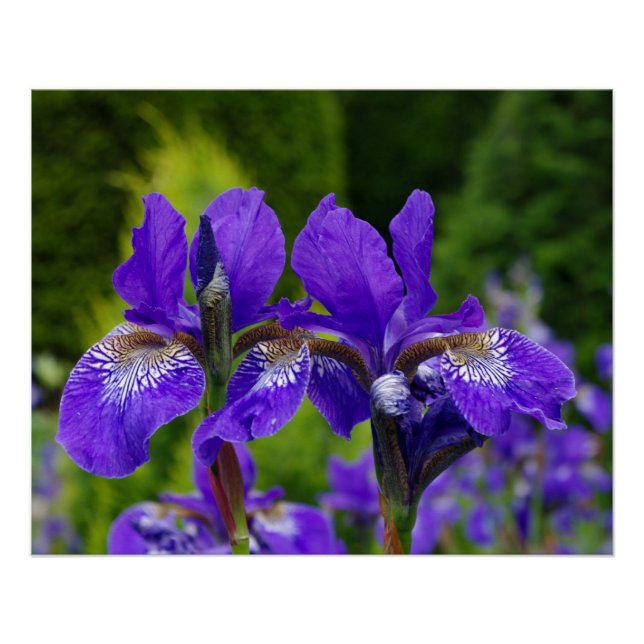 Iris sibirica floral photography  poster (Front)