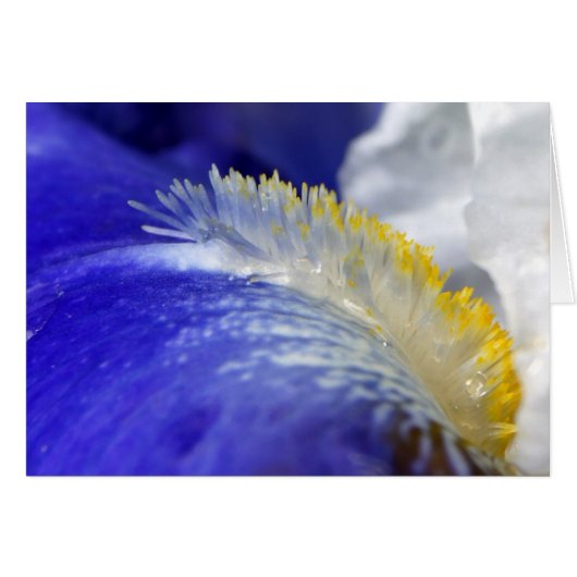 Iris Singing The Blues Cards (Front Horizontal)