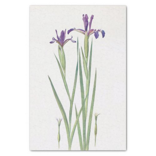 Iris Sintenisii and Iris Spuria by William Dykes Tissue Paper