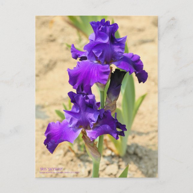 Iris ‘Skyship’ Postcard (Front)