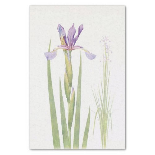 Iris Spuria Kashmir by William Dykes Tissue Paper
