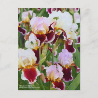 Iris ‘Stunning’ Postcard