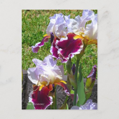 Iris Stunning Postcard ポストカード Postcard