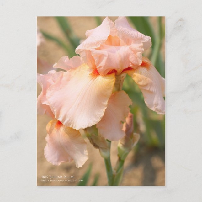 Iris 'Sugar Plum' Postcard (Front)