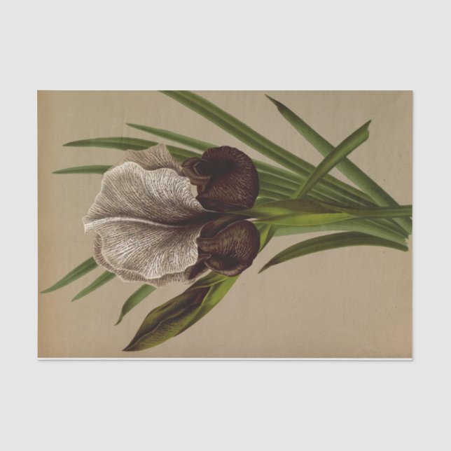 Iris Susiana by Arentina Hendrica Arendsen Tissue Paper (Front)