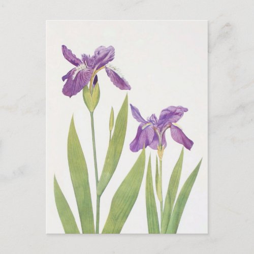 Iris Tectorum and Iris Loptec by William Dykes Postcard