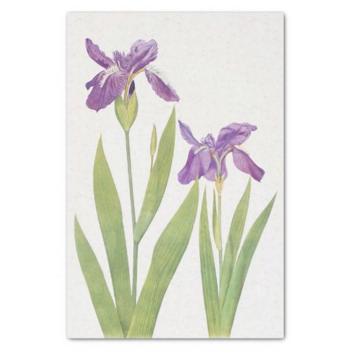 Iris Tectorum and Iris Loptec by William Dykes Tissue Paper