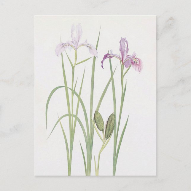 Iris Tenax by William Dykes Postcard (Front)