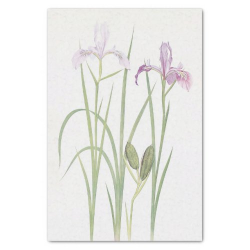 Iris Tenax by William Dykes Tissue Paper