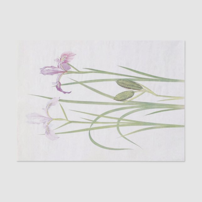 Iris Tenax by William Dykes Tissue Paper (Front)