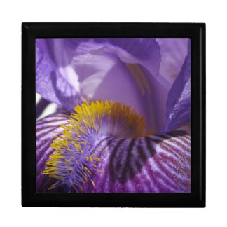 Iris' Tongue Gift Box