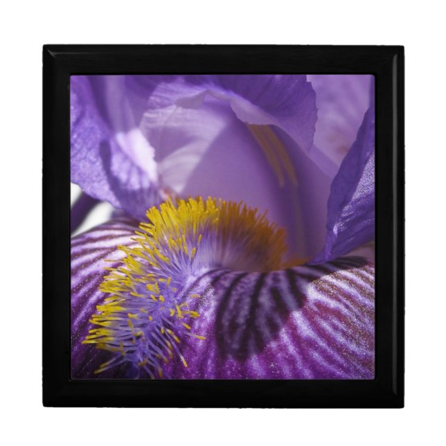 Iris' Tongue Gift Box (Front)