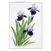 Iris Trio Cards (Front)