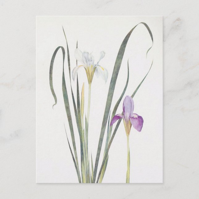 Iris Unguicularis by William Dykes Postcard (Front)