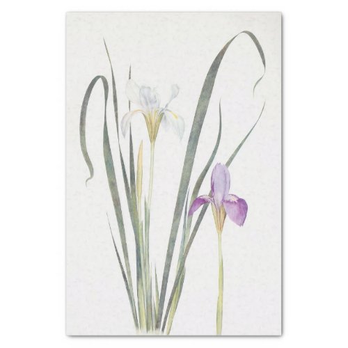 Iris Unguicularis by William Dykes Tissue Paper