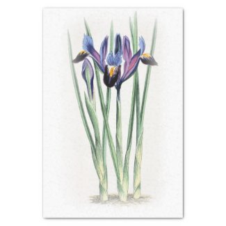 Iris Vintage Watercolor on Cream Fade Tissue Paper