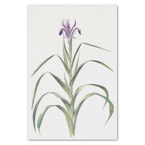 Iris Warleyensis by William Dykes Tissue Paper