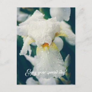 Iris with water droplets  postcard