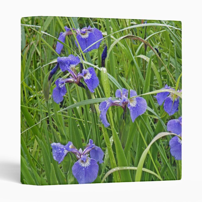 Iris Wonder 3 Ring Binder (Front/Spine)