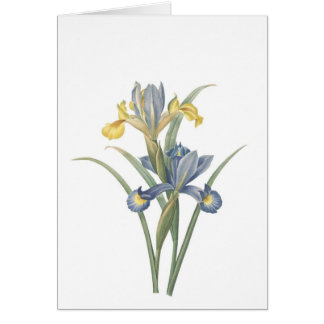 Iris Xiphium Cards