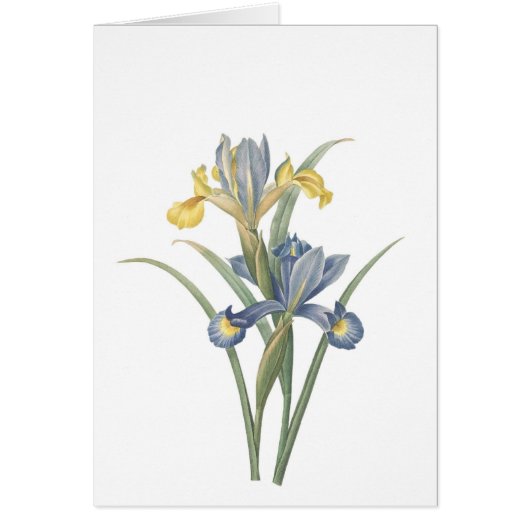 Iris Xiphium Cards (Front)