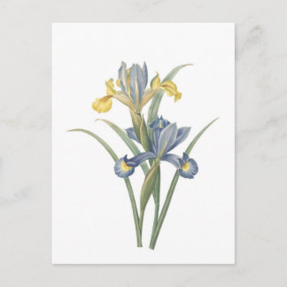 Iris Xiphium Postcard
