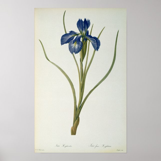Iris Xyphioides, from `Les Liliacees', 1808 Poster (Front)