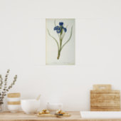 Iris Xyphioides, from `Les Liliacees', 1808 Poster (Kitchen)