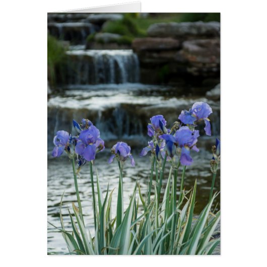 Irises At Chateau Cards (Front)