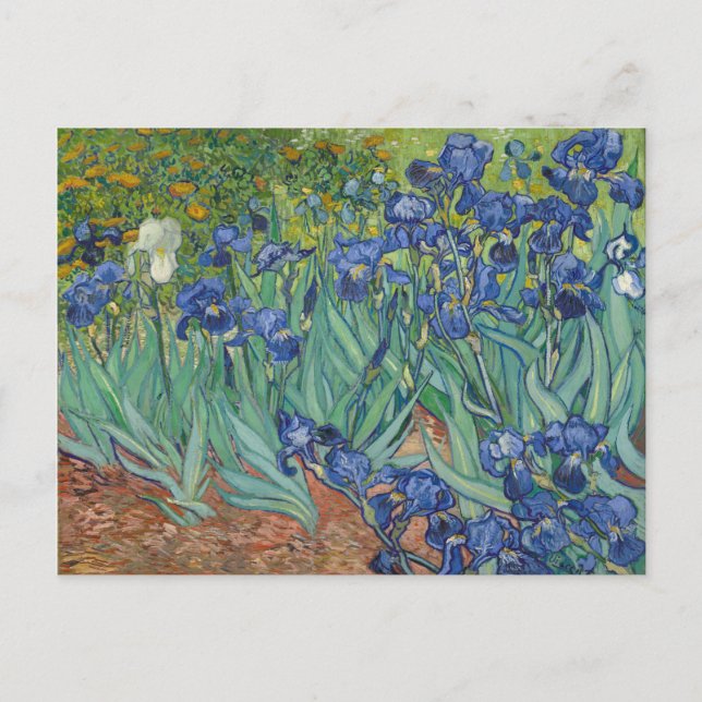 Irises Blue Green Yellow Van Gogh Postcard (Front)