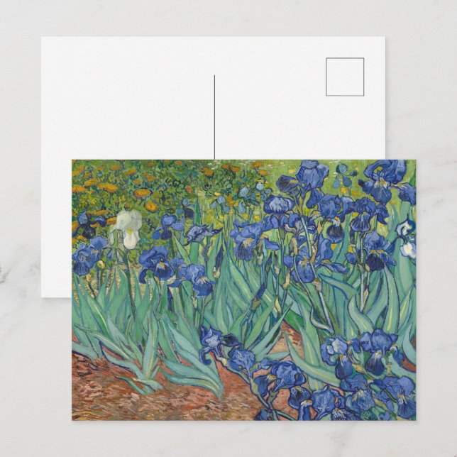 Irises by Van Gogh Postcard (Front/Back)
